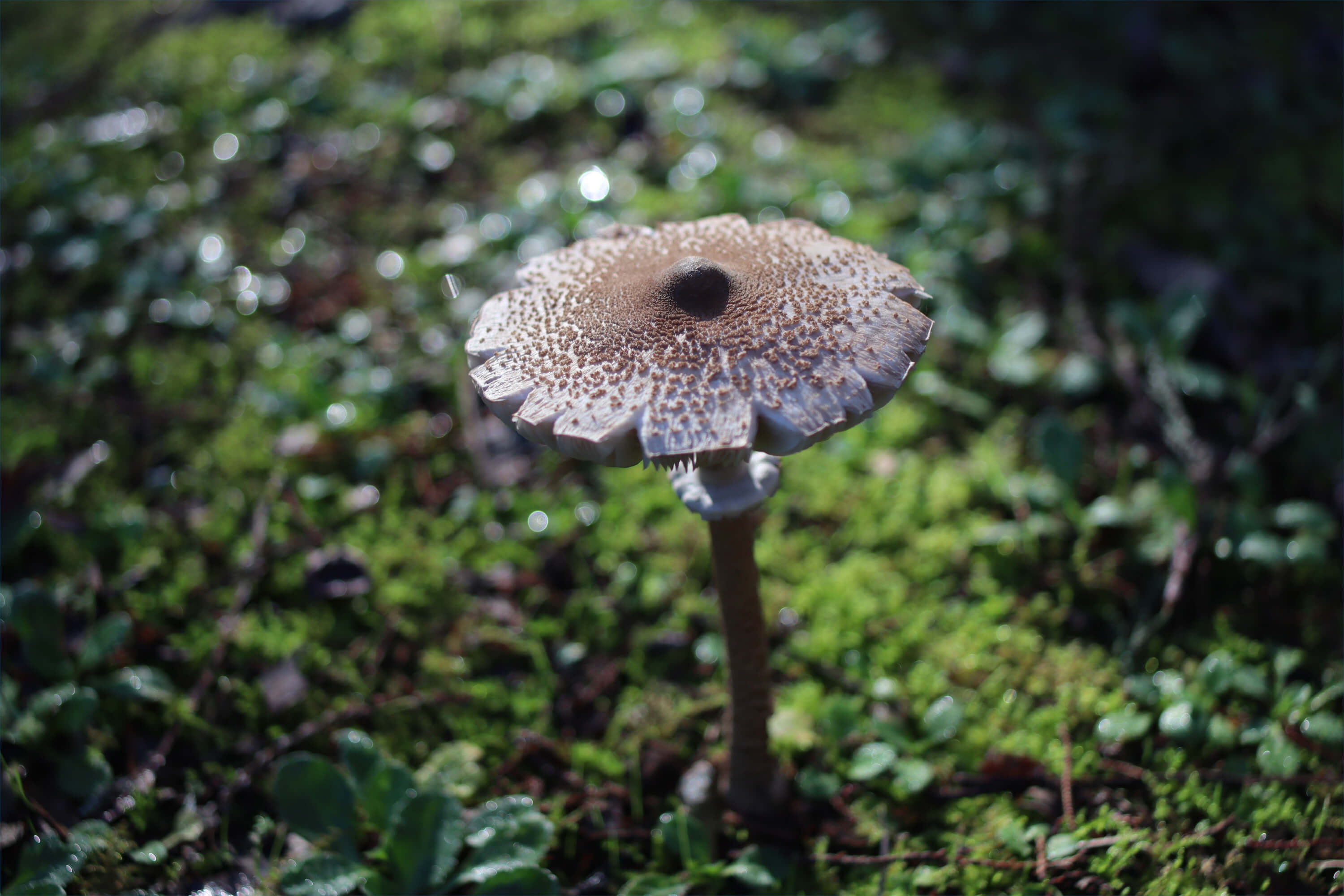 isolated mushroom in a forest