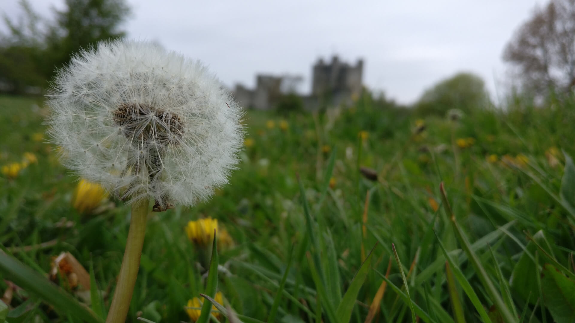 dandelion in an overgrown field with the Trim Castle, Ireland, in the background